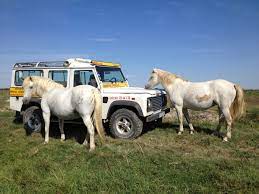 The Unique Camargue Herd: Rare Breed of Horses Living in the French Marshlands